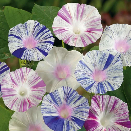 Vista 3 de Eden Brothers Morning Glory Seeds - Picotee azul, semillas sin OMG para plantar, 1 onza Semillas de flores de bajo mantenimiento, plantas durante