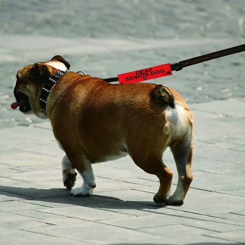 Vista 6 de Correa para perro con discapacidad auditiva para perros sordos mayores para perros con necesidades especiales (funda para perro sordo mayor)