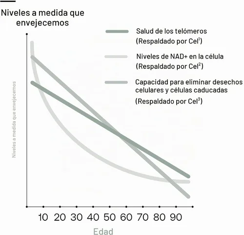 Vista 6 de SRW Laboratories Cel¹ Stability Suplemento de células madre con 2-HOBA - Apoya la defensa del estrés, la estructura del ADN y la función celular