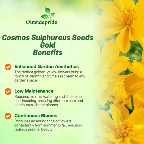 Vista 3 de Outsidepride Gold Cosmos Sulphureus Seeds – 1000 piezas anuales, tolerantes a la sequía y aptas para polinizadores, semillas de flores para plantar
