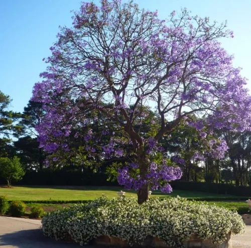 Vista 7 de 25 semillas de árbol de jacaranda azul Jacaranda púrpura Mimisifolia semillas de flor
