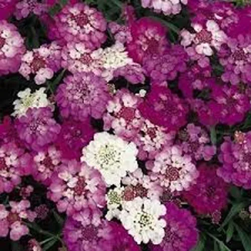 Vista 4 de Candytuft, semillas de mezcla de hadas enanas, 100 semillas, hermoso rosa, lavanda, flores blancas