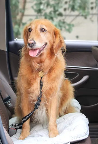 Vista 6 de 2 paquetes de cinturón de seguridad para perro ajustable para coche, cinturones de seguridad de nailon para vehículo, cinturón de seguridad