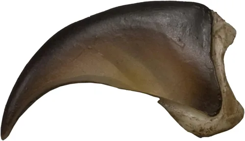 Vista 2 de Skulls Unlimited American Black Bear Claw (Pequeña - 1.0 in) (réplica de calidad museo)