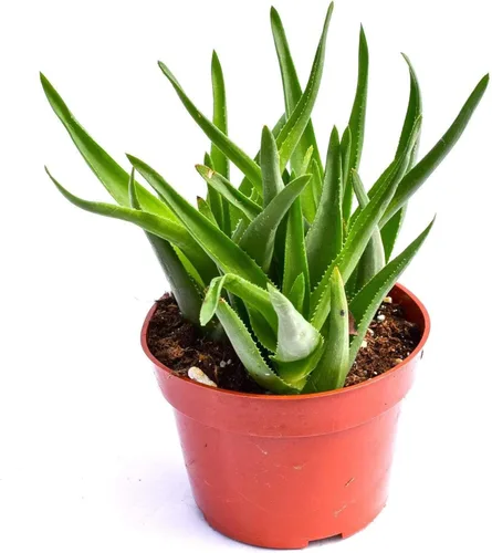Vista 6 de Planta suculenta de aloe vivo, suculenta de aloe grande de 4 pulgadas completamente enraizada (Aloe Aristata)