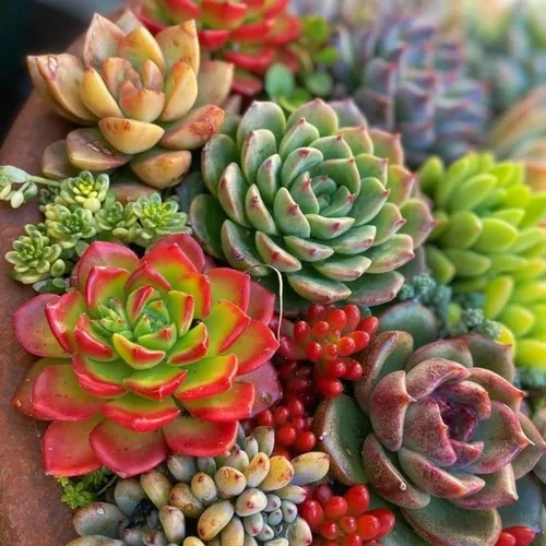 Vista 4 de Paquete de 5 plantas suculentas coloridas, maceta de 2 pulgadas, plantas suculentas surtidas vivas para el hogar, oficina, regalos