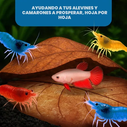Vista 5 de SunGrow Catappa Hojas de almendra india, 8 pulgadas, para camarones de agua dulce y peces tropicales