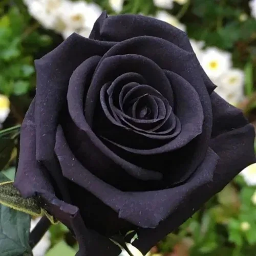 Vista 2 de Más de 400 semillas de rosas para plantar flores, semillas de rosas raras perennes, sin OMG, reliquia de flores, jardín, hogar, grandes regalos