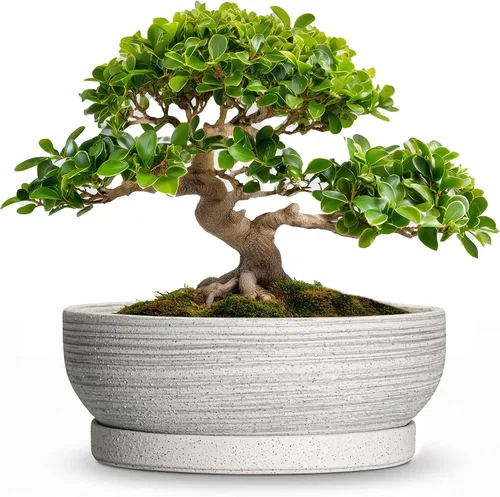 Vista 8 de Succulent Pots, 6 Inch Ceramic Bonsai Pots with Saucer, Blue