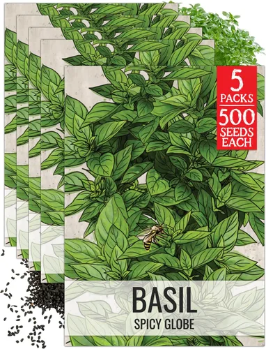 Vista 40 de Seed Needs Semillas de albahaca italiana para plantar hierbas tradicionales sin OMG, 1 paquete