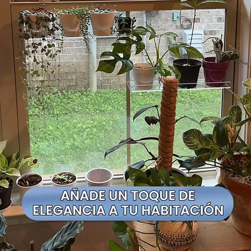 Vista 5 de Paquete de 2 cajas de ventana de acrílico de 12 pulgadas, estantes para plantas, con extensor de alféizar de ventana con ventosa, para suculentas