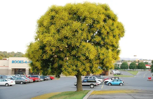 Vista 4 de Koelreuteria Paniculata - Árbol de lluvia dorado - Planta viva en una maceta de 3 galones - Hermoso árbol con flores para el patio y el jardín