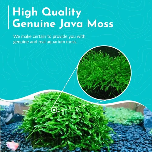 Vista 5 de Java Moss Taxiphyllum Barbieri Mat 3x5