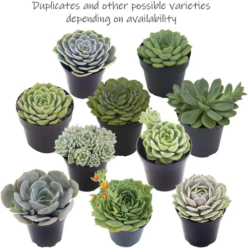 Vista 6 de Altman Plants, Echeveria Suculents - Plantas vivas (12 unidades), plantas suculentas vivas, plantas de interior vivas, plantas suculentas, plantas