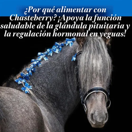 Vista 4 de SU-PER - Suplemento de Chasteberry para caballos, líquido de 1 cuarto