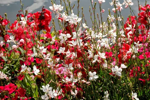 Vista 5 de 100 semillas de flores blancas GAURA Gaura Lindheimeri