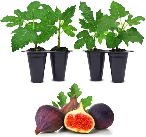 Vista 7 de Planta de Higo Black Mission (Paquete de 4) Planta frutal viva para plantar Cultive sus propios higos dulces y jugosos en casa Árbol fácil
