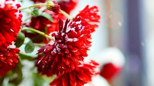 Vista 5 de Semillas Flores Aster Invierno Cereza Anual - 100 Semillas
