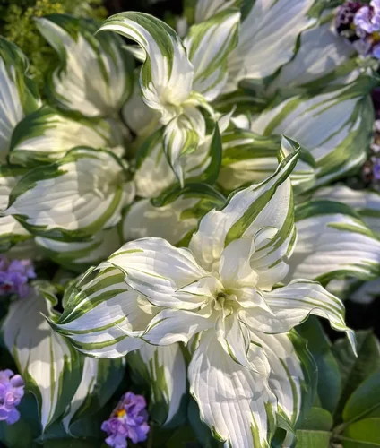 Vista 3 de 100 semillas de hosta en forma de corazón para jardín de sombra perenne para plantar al aire libre
