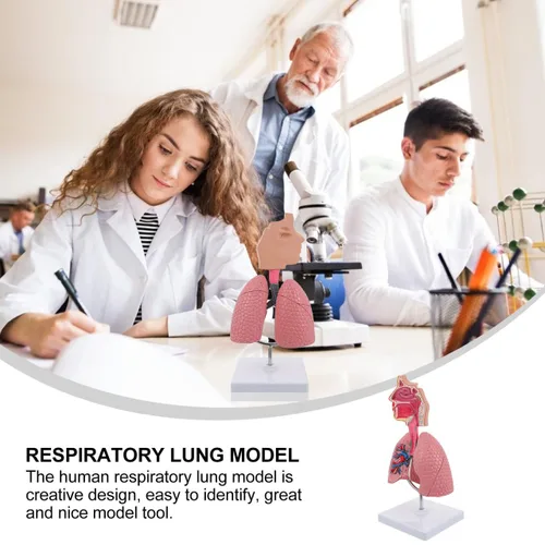 Vista 11 de Modelo 4D, modelo de pulmón respiratorio enseñanza con cabeza y pulmones, herramientas prácticas de estudio de modelos 3D para estudiantes