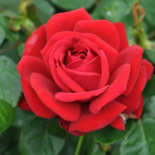 Vista 2 de Rosas de té híbridas Heirloom, Planta de raíz propia viva para jardín al aire libre, Eleganza® Heart Song™, ligeramente fragantes, zonas