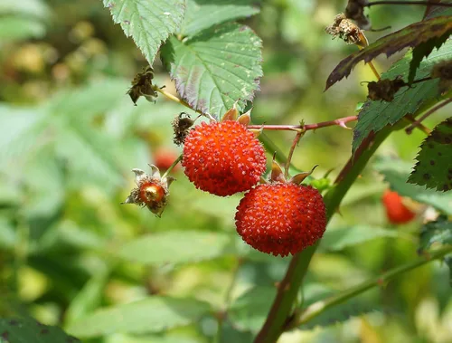 Vista 5 de 20 Seeds Australian Raspberry aka Queensland & Atherton Raspberry Rubus Probus Red Berry Fruit Shrub