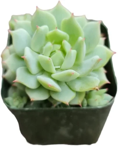 Vista 9 de Cactus vivo y plantas suculentas (maceta de 2 pulgadas Crassula Pubescens)