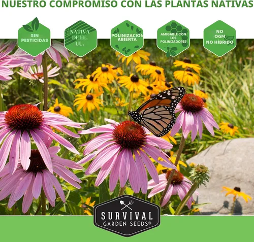 Vista 8 de Semillas de bálsamo de abeja para plantar, bergamota silvestre (Monarda Fistulosa), flores silvestres nativas perennes y hierbas medicinales