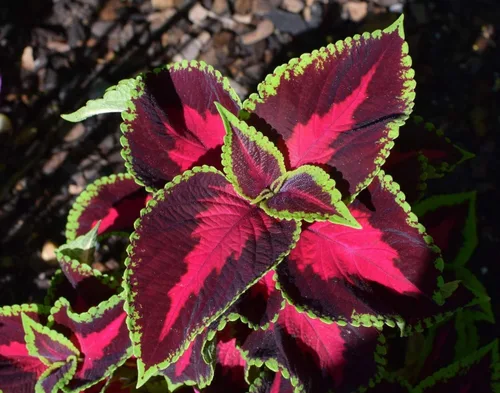 Vista 4 de Coleus Blumei Mix Seeds Flores anuales hermosas para plantar 100 semillas sin OMG