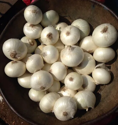 Vista 3 de 100 bulbos de cebolla blanca para plantar, juegos de cebolla semillas frescas para cultivar