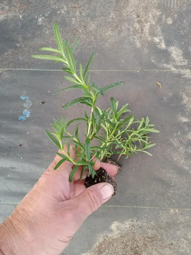 Vista 5 de Plantas de romero azul toscano vivo (paquete de 3) de 5 a 8 pulgadas de alto, hierba culinaria fragante para cocinar y paisajismo, jardines