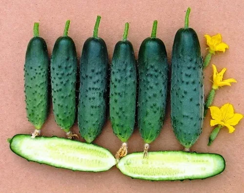 Vista 7 de Semillas de pepino autopolinizador de interior Firm Secret F1 Hybrid Vegetal para plantar sin OMG - Tiempo de cosecha 55 días