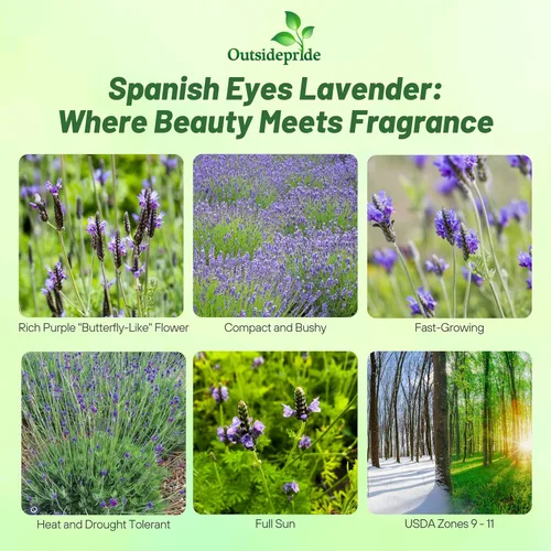 Vista 2 de Outsidepride Spanish Eyes - Semillas de lavanda para plantar al aire libre, 100 piezas de semillas de hierbas perennes, de crecimiento rápido