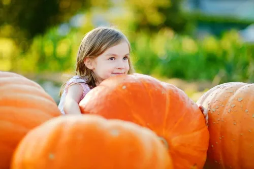 Vista 3 de 20 semillas de calabaza Big Max para plantar, ideales para Jack-O-Lantern