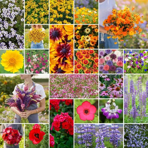 Vista 7 de Eden Brothers Native Western Xeriscape - Mezcla de semillas de flores