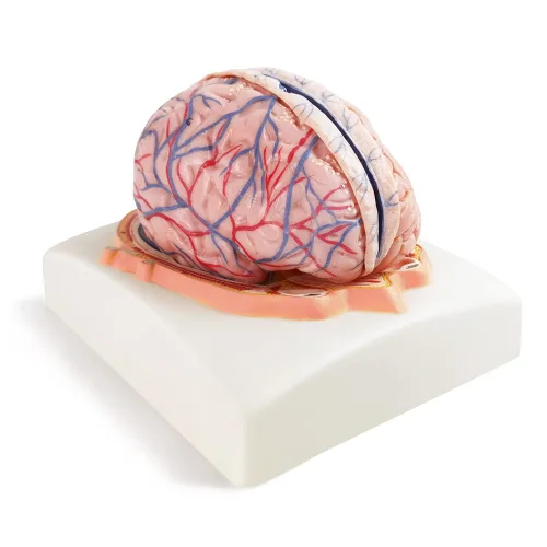 Vista 2 de EVOTECH SCIENTIFIC Modelo de cerebro humano con arterias, 7 piezas tamaño real, modelo de anatomía de cerebro en una base, muestra plano horizontal