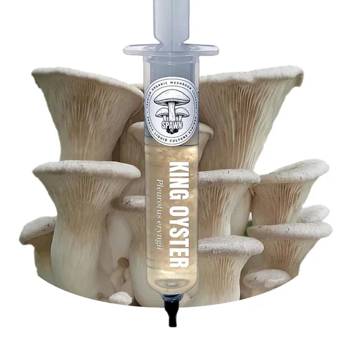 Vista 6 de Melena de León (Hericium Erinaceus) Cultivo Líquido 20mL Sustrato Micología