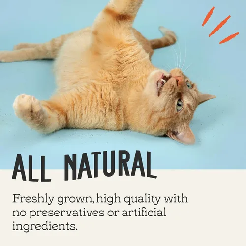 Vista 6 de Catnip, hierba gatera totalmente natural prémium (8 oz de corte fino)