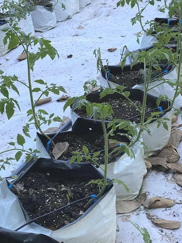 Vista 7 de HORTIPOTS Bolsas de cultivo de plástico blanco y negro de 0.5 galones (paquete de 100)