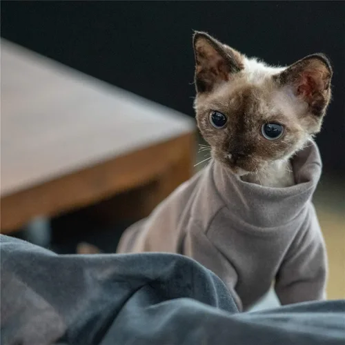 Vista 2 de Ropa de gatos sin pelo, camiseta de algodón, chaleco transpirable para primavera y otoño, ropa de gato con cuello alto para Sphynx, Cornish Rex