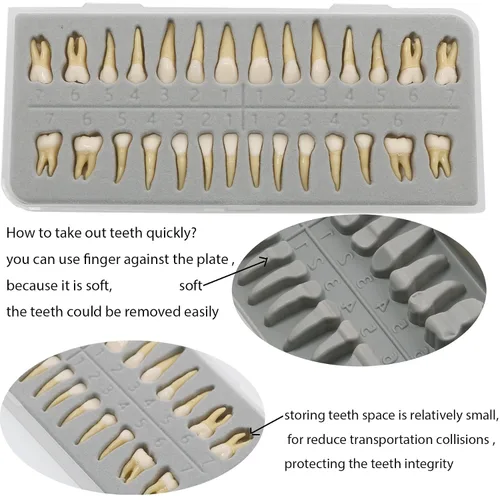 Vista 3 de 1 caja de dientes modelo dental modelo 28 piezas 1:1 dientes permanentes completos M7021