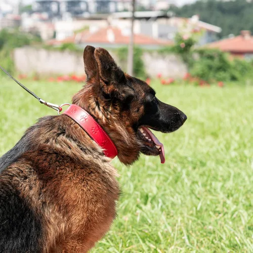 Vista 3 de Filbert Collar de cuero para perro, collar de cuero genuino para perros pequeños, estampado de patas en relieve con hebilla, grano completo curtido