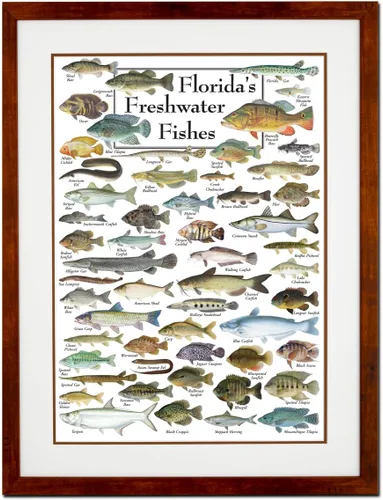Vista 5 de Earth Sky + Water - Peces de agua dulce de la Florida - Póster Blanco