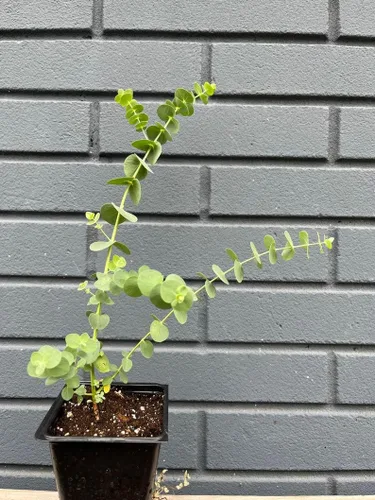 Vista 2 de Silver Dollar Eucalyptus pulverulenta Semillas para plantar paquete