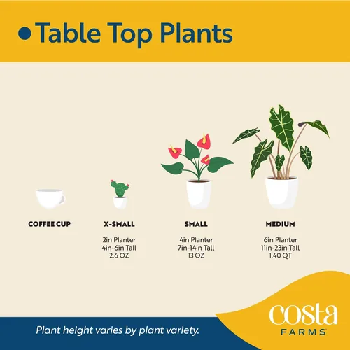 Vista 7 de Costa Farms Desert Escape Desert Rose - Planta suculenta viva de 16 a 21 pulgadas de alto, planta de interior o jardín al aire libre para patio