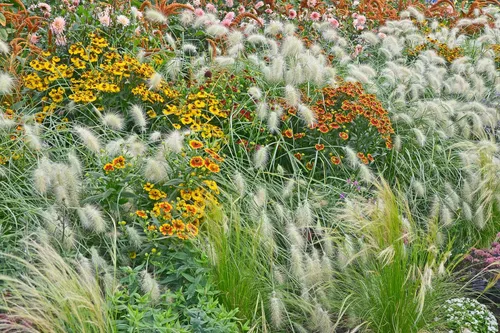 Vista 4 de 30 semillas de flores de setaceum Pennisetum de hierba blanca