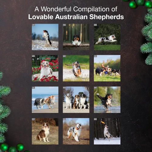 Vista 3 de MICASA PRESS Calendario de pared de Australian Shepherds Aussies 2027 02 - Pastores australianos