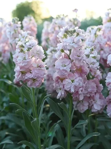 Vista 3 de 50pcs Columna Mixta Stock Semillas Flor Matthiola Incana Blossom Stock