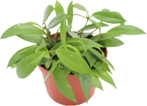 Vista 2 de Hoya Crimson Princess - 6'' de California Tropicals