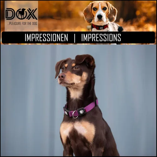 Vista 5 de DDOXX Collar de nailon para perro, ajustable, muchos colores y tamaños, para perros pequeños, medianos y grandes, collares para gatos, cachorros